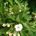 Crataegus monogyna 'Inermis Compacta'